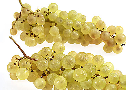 夏瑟拉葡萄,白葡萄,葡萄,酿酒葡萄,白色背景