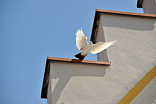 白色,鸽子,连栋房屋,巴登符腾堡,德国,欧洲