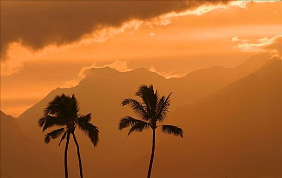 棕榈树,剪影,橙色,日落,天空,山峦,背景