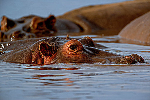 河马,国家公园,坦桑尼亚