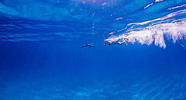 潜水,跟随,大西洋细吻海豚,上方,海底