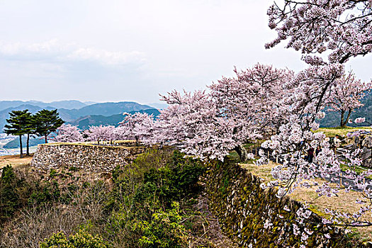 城堡,场所,盛开,樱桃树