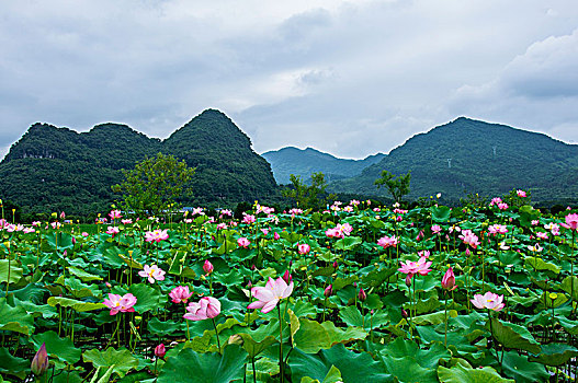 荷田风光