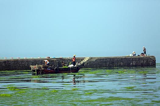 山东省日照市,海上浒苔打捞忙