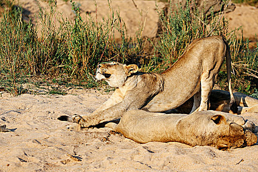 雌狮,伸展,沙子,禁猎区,南非