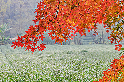 红枫鸡爪槭