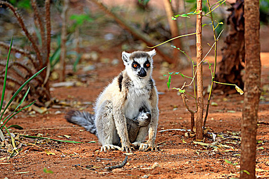 节尾狐猴,狐猴,哺乳,贝伦提保护区,马达加斯加,非洲