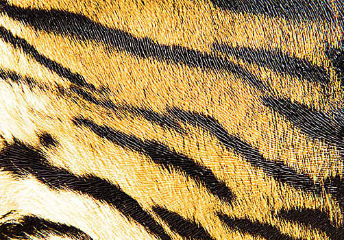 虎,皮革,背景