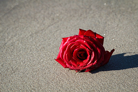 玫瑰,海滩,湿,沙子,花,度假,爱情