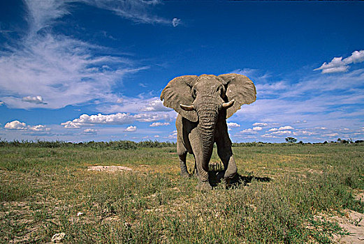 非洲象,雄性动物,威胁,展示,乔贝国家公园,博茨瓦纳