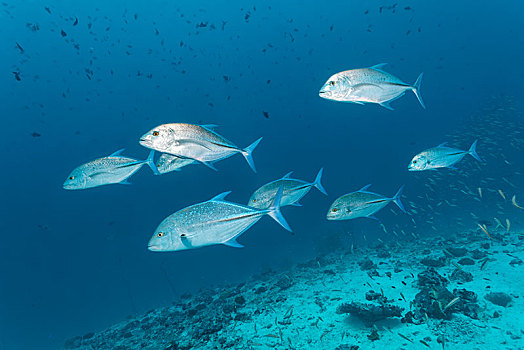 鱼群,鲹,鲹属,追逐,小,鱼,珊瑚,礁石,环礁,马尔代夫,亚洲
