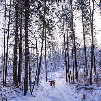 男孩,女孩,走,积雪,树林,后视图