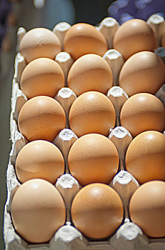 蛋,纸盒,柏克利,加利福尼亚,美国
