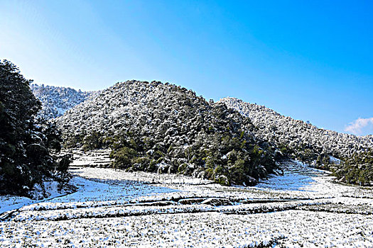 杭州龙井茶园雪景