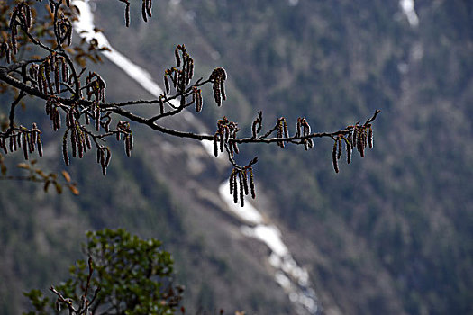 雪山草甸雨崩