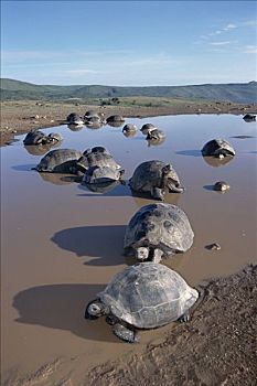 阿尔斯多火山海岛陆龟,加拉巴哥象龟,打滚,暂时,下雨,季节,水池,阿尔斯多火山,伊莎贝拉岛,加拉帕戈斯群岛,厄瓜多尔