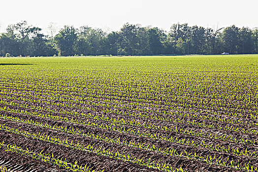玉米,叶子,耕作,土地,犁沟,灌溉,英格兰,阿肯色州,美国
