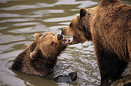 争斗,熊