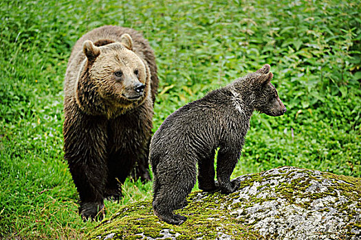 棕熊,母熊,幼兽,动物,公园,巴伐利亚森林国家公园,巴伐利亚,德国,欧洲