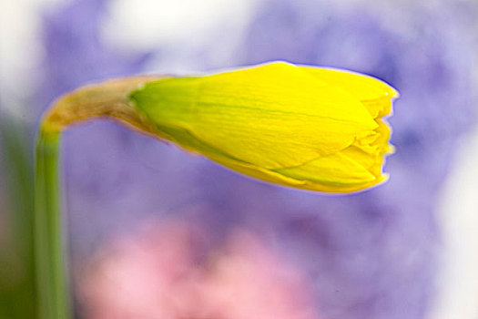 局部,特写,水仙花,芽,西洋水仙