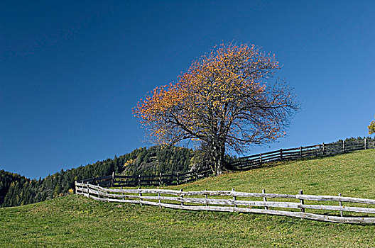 栅栏,风景,白云岩,特兰提诺阿尔托阿迪杰,意大利