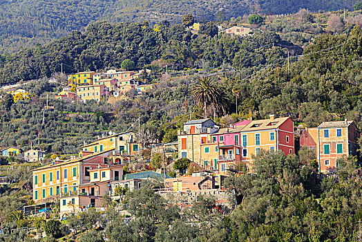 彩色,房子,乡村,利古里亚,意大利