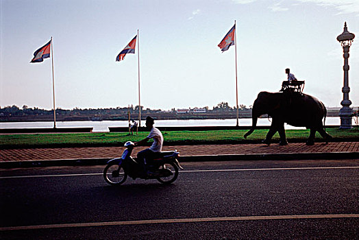 柬埔寨,金边,一个,男人,摩托车,大象,旅行