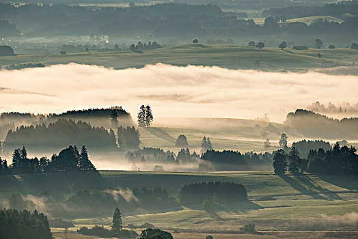 晨雾,风景,靠近,上巴伐利亚,巴伐利亚,德国,欧洲