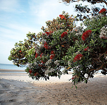 树,盛开,海洋,海滩,后面,新西兰