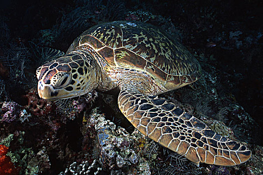 绿海龟,龟类,睡觉,水下,婆罗洲,马来西亚