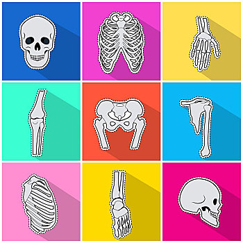 象征,骨头,鲜明,背景,骨骼,人,白色,头骨,骨盆,手指,身体部位,建筑,设计,矢量,插画