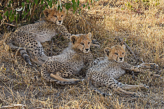 三个,幼兽,印度豹,猎豹,躺下,荫凉,马赛马拉国家保护区,肯尼亚,非洲