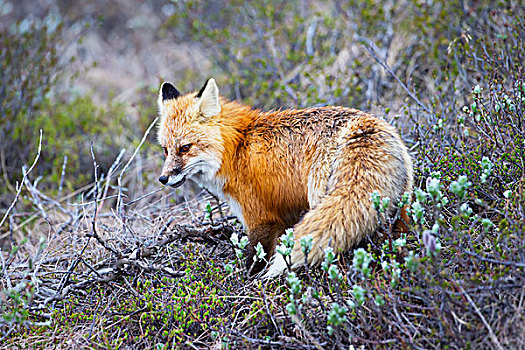 狐狸,德纳里峰国家公园,阿拉斯加,美国