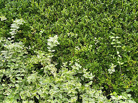 植物墙,绿植背景墙