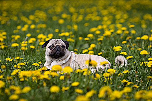 哈巴狗,躺着,花,草地