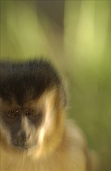 褐色,棕色卷尾猴,肖像,栖息地,巴西,南美