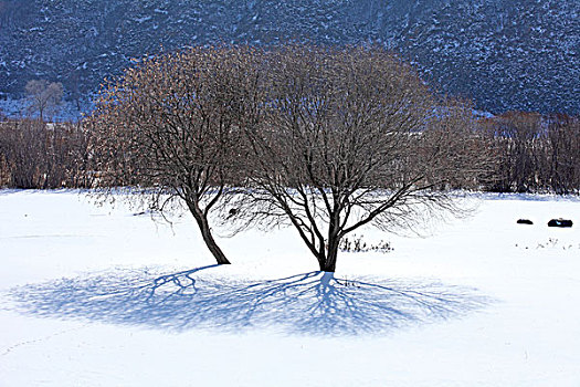 冬季,冬天,树木,冰雪,白色,形状,影子,高调,诗情画意,伴侣,两棵树,做伴,陪伴,依偎,情侣,寒冷