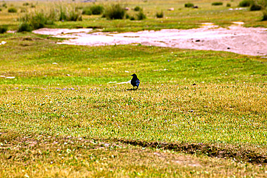 草原上的一只乌鸦