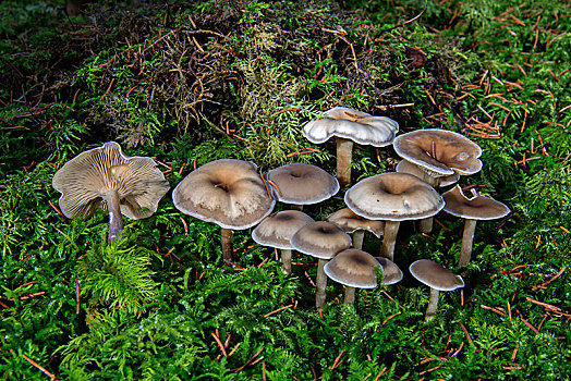 蘑菇,巴登符腾堡,德国,欧洲