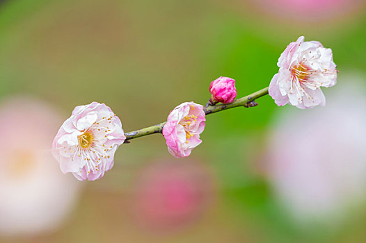 初春梅园梅花盛开