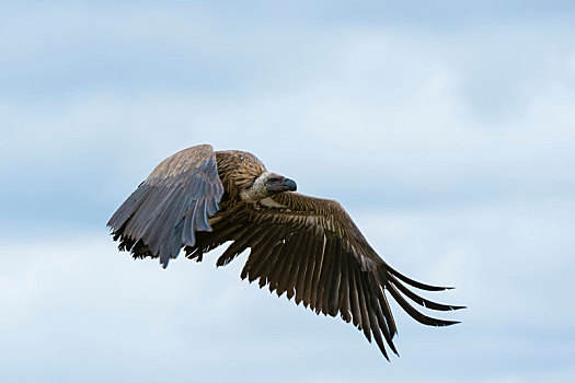 白背兀鹫,白背秃鹫,飞行,恩戈罗恩戈罗,保护区,塞伦盖蒂,坦桑尼亚