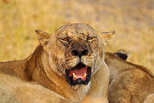狮子,老年女性,萨维提,乔贝国家公园,博茨瓦纳,非洲