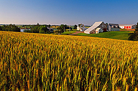 小麦,农场,爱德华王子岛,加拿大