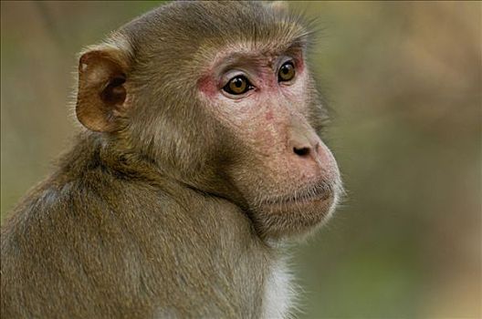 猕猴,肖像,拉贾斯坦邦,印度