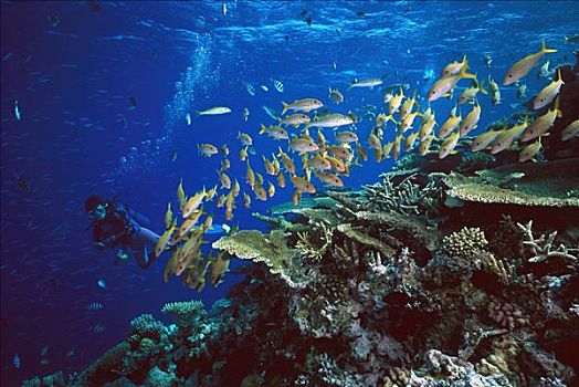 金带拟羊鱼,鱼群,靠近,珊瑚礁,潜水者,聚集,大,白天,夜晚,进食,大堡礁,昆士兰,澳大利亚