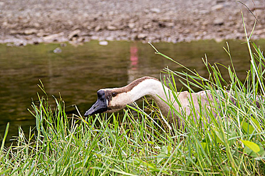 大鹅水动物溪水自然