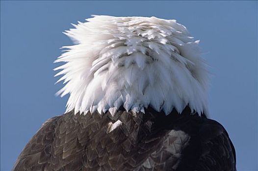 白头鹰,海雕属,雕,成年,头部,羽毛,风景,后视图,南,中心,阿拉斯加