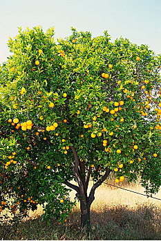 橘树,加利福尼亚,美国