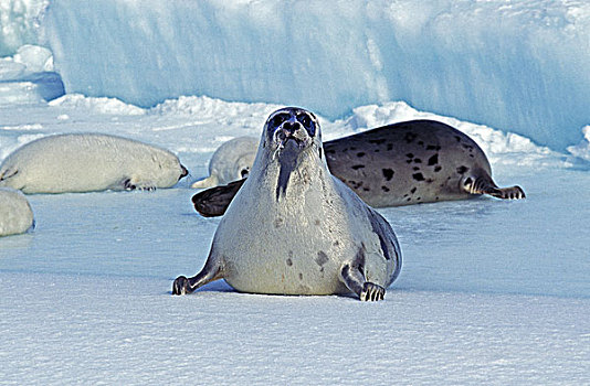 鞍纹海豹,琴海豹,幼仔,卧,浮冰,岛屿,加拿大