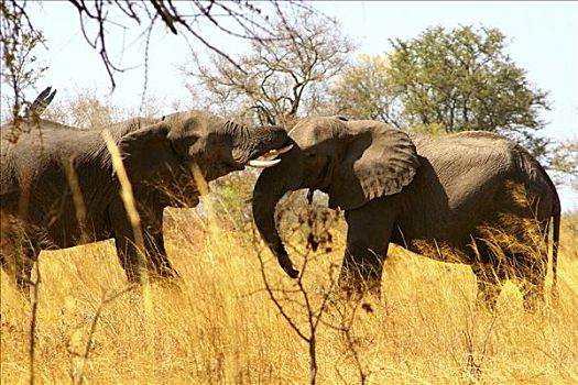 非洲象,玩,树林,乔贝国家公园,博茨瓦纳